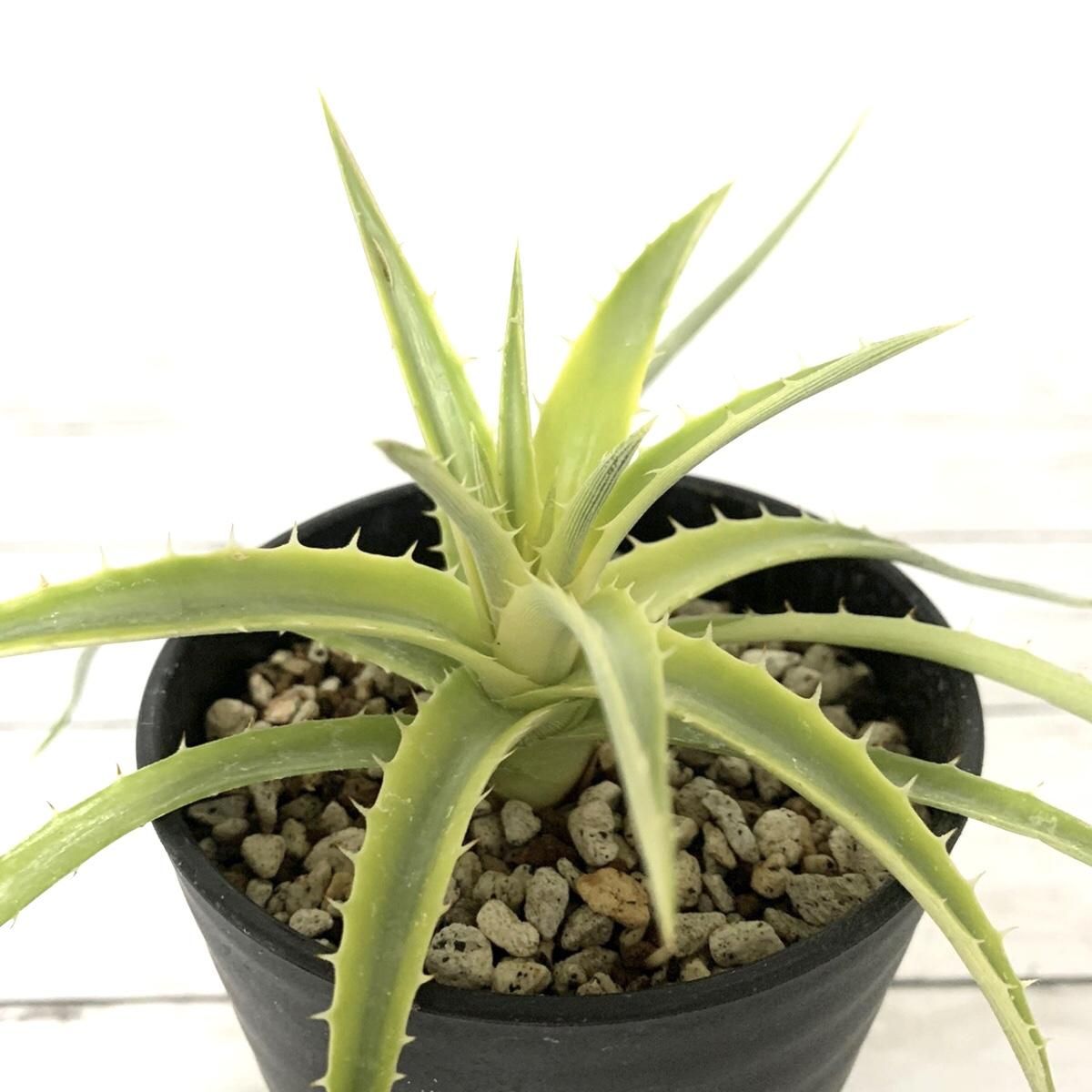 ディッキア パラファット Apero Hyle 世界の植物と昆虫のお店 ディッキア パラファット Apero Hyle 世界の植物と昆虫のお店