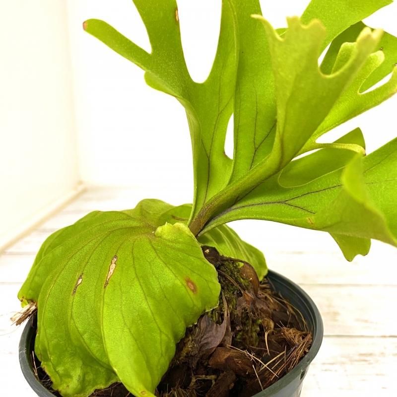 コウモリラン リドレイ Apero Hyle 世界の植物と昆虫のお店