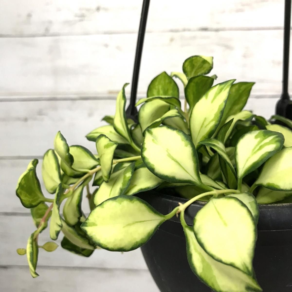 ホヤ へウスケリアナイエロー Apero Hyle 世界の植物と昆虫のお店 ホヤ へウスケリアナイエロー Apero Hyle 世界の植物と昆虫のお店