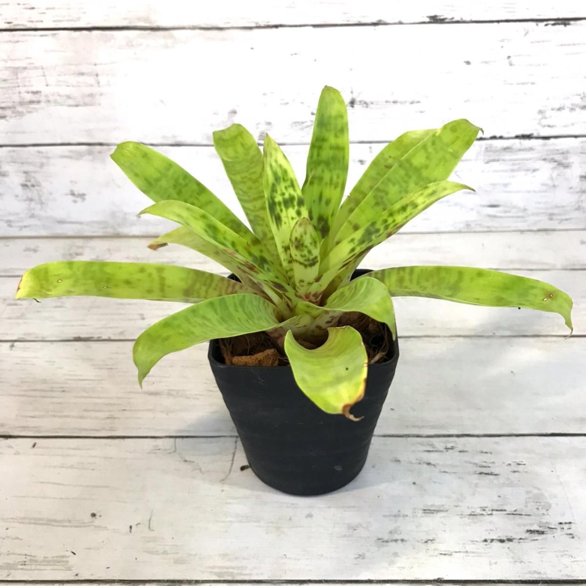 フリーセア オーシャンミスト Apero Hyle 世界の植物と昆虫のお店 フリーセア オーシャンミスト Apero Hyle 世界の植物と昆虫のお店