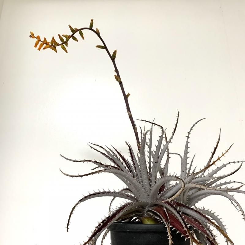 ディッキア マーキュリー Apero Hyle 世界の植物と昆虫のお店 ディッキア マーキュリー Apero Hyle 世界の植物と昆虫のお店