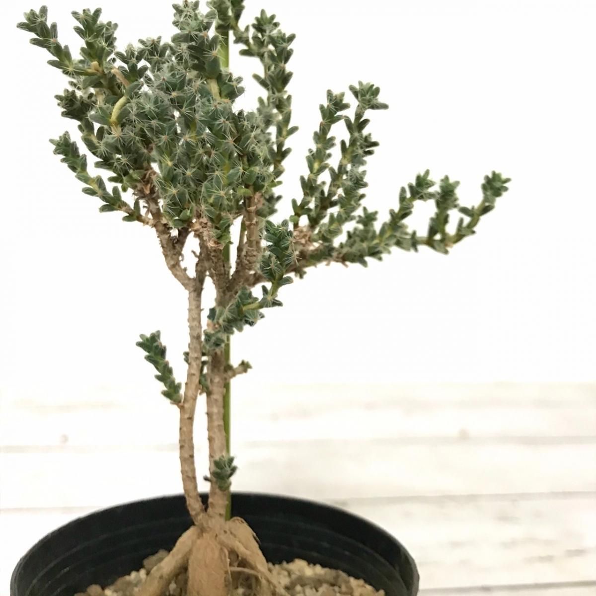 紅姫小松 Apero Hyle 世界の植物と昆虫のお店 紅姫小松 Apero Hyle 世界の植物と昆虫のお店