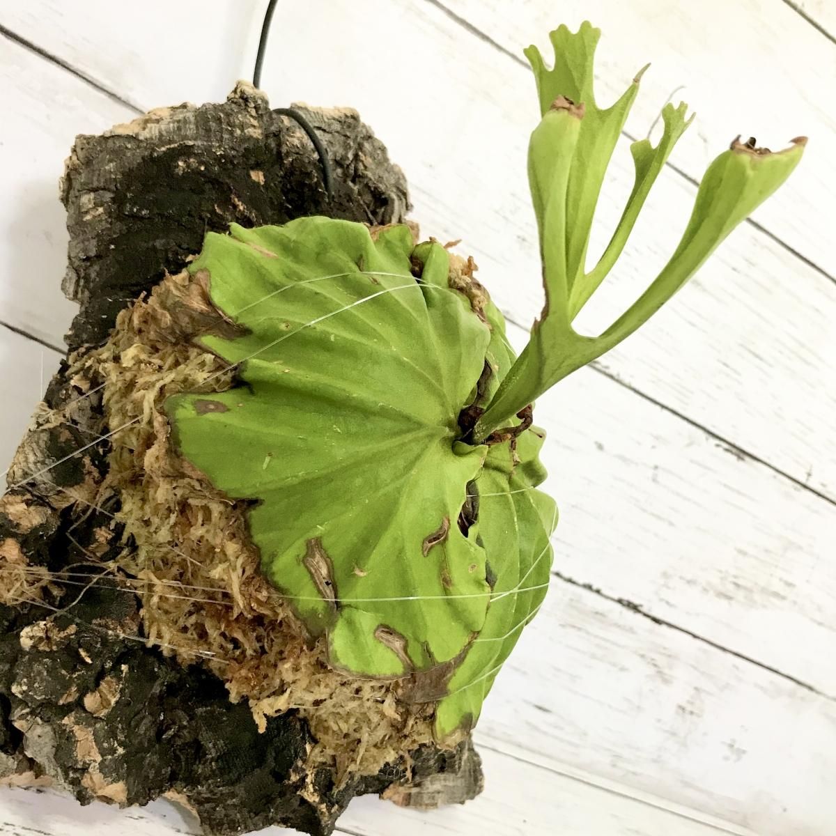 コウモリラン リドレイ コルク Apero Hyle 世界の植物と昆虫のお店