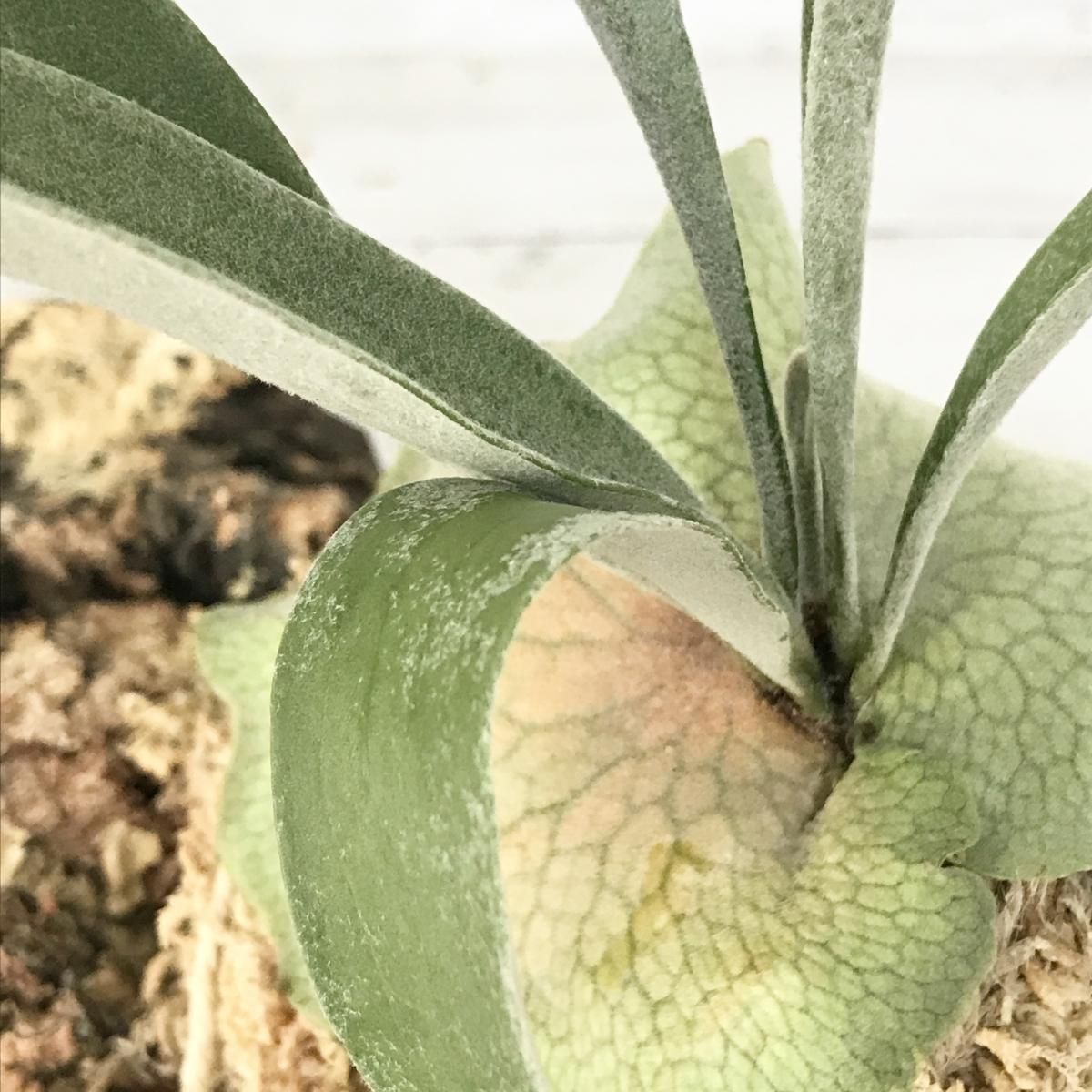 コウモリラン ベイチ Apero Hyle 世界の植物と昆虫のお店