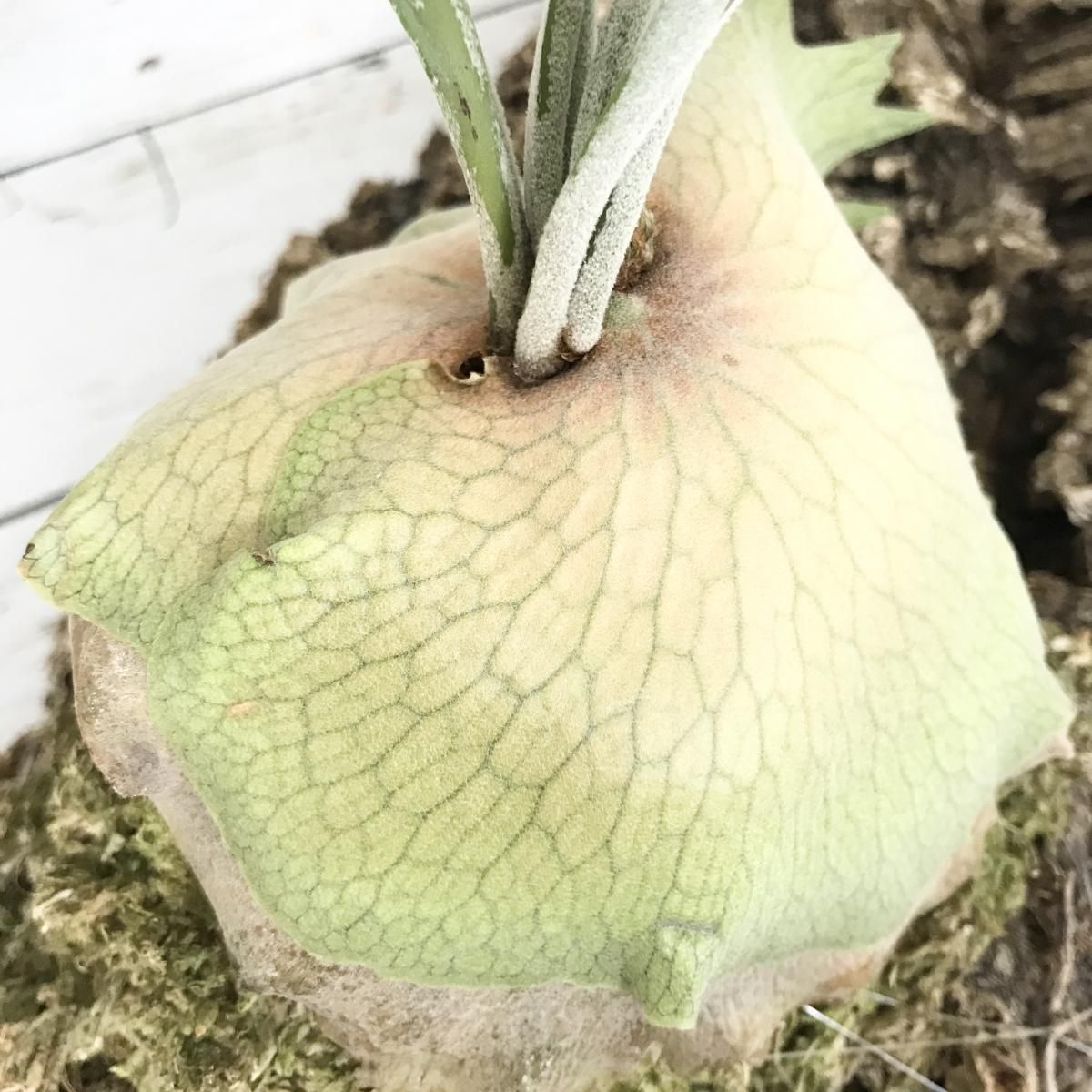 コウモリラン ベイチー シルバーフロント Apero Hyle 世界の植物と昆虫のお店 コウモリラン ベイチー シルバーフロント Apero Hyle 世界の植物と昆虫のお店