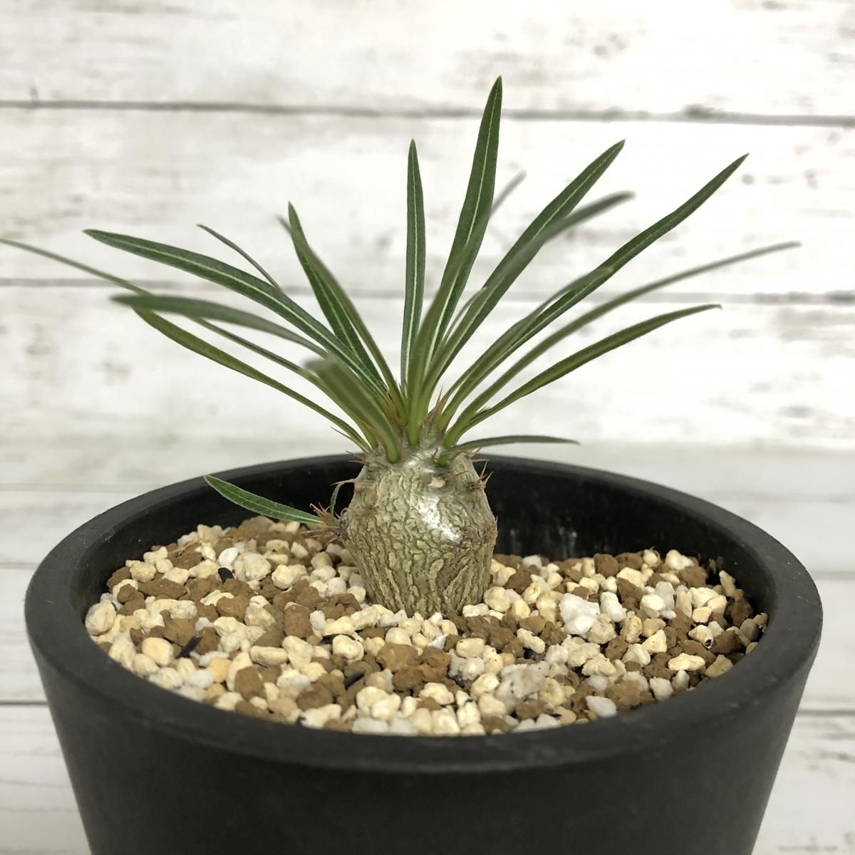 パキポディウム グラキリス Apero Hyle 世界の植物と昆虫のお店