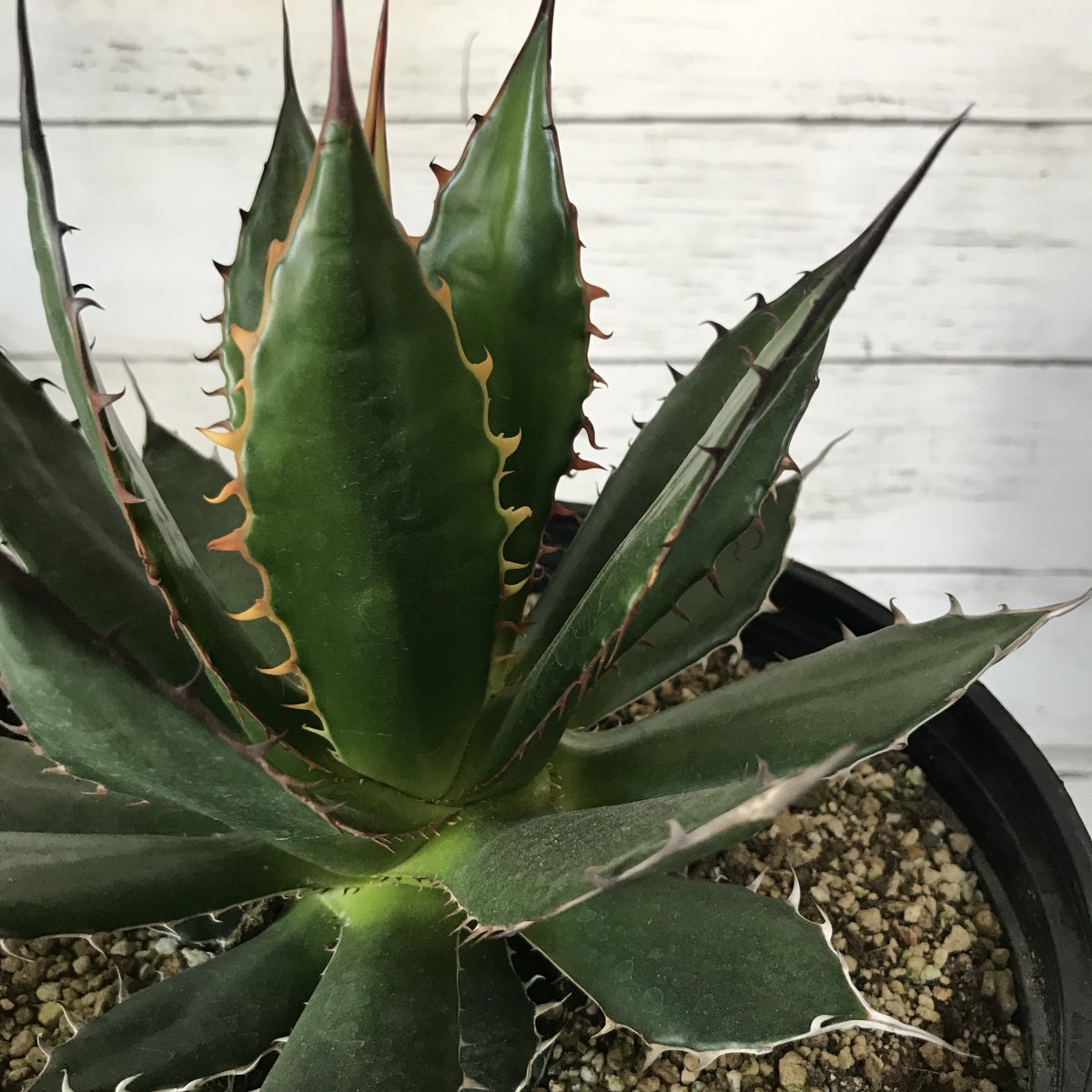 アガベ ホリダ Agave horrida スペシャルセレクト 日照不足 - 観葉植物