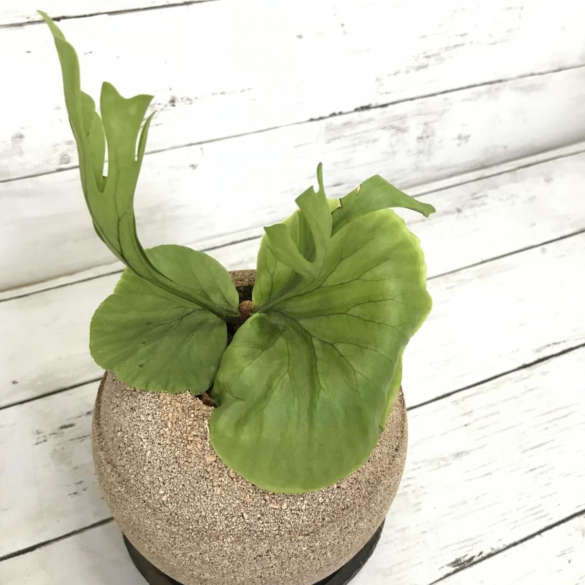コウモリラン リドレイ アクアプラントポット Apero Hyle 世界の植物と昆虫のお店