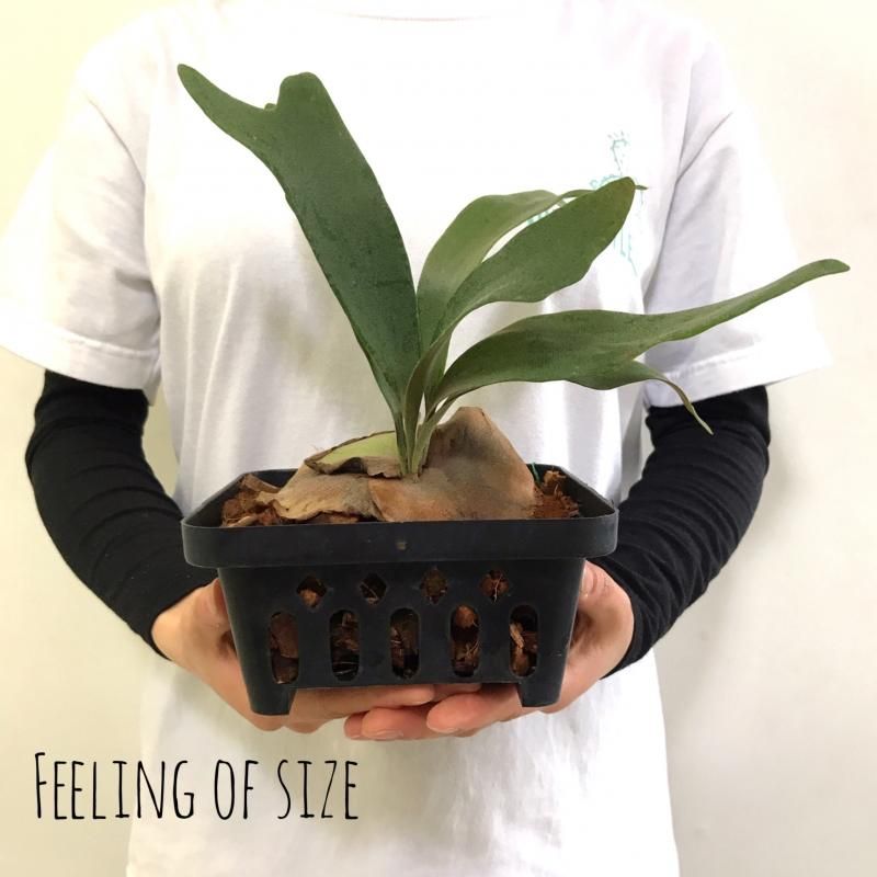 ビカクシダ コウモリラン Woot 9 ビフルカツム ウィリンキー 交配種 Spore Apero Hyle 世界の植物と昆虫のお店 ビカクシダ コウモリラン Woot 9 ビフルカツム ウィリンキー 交配種 Spore Apero Hyle 世界の植物と昆虫のお店