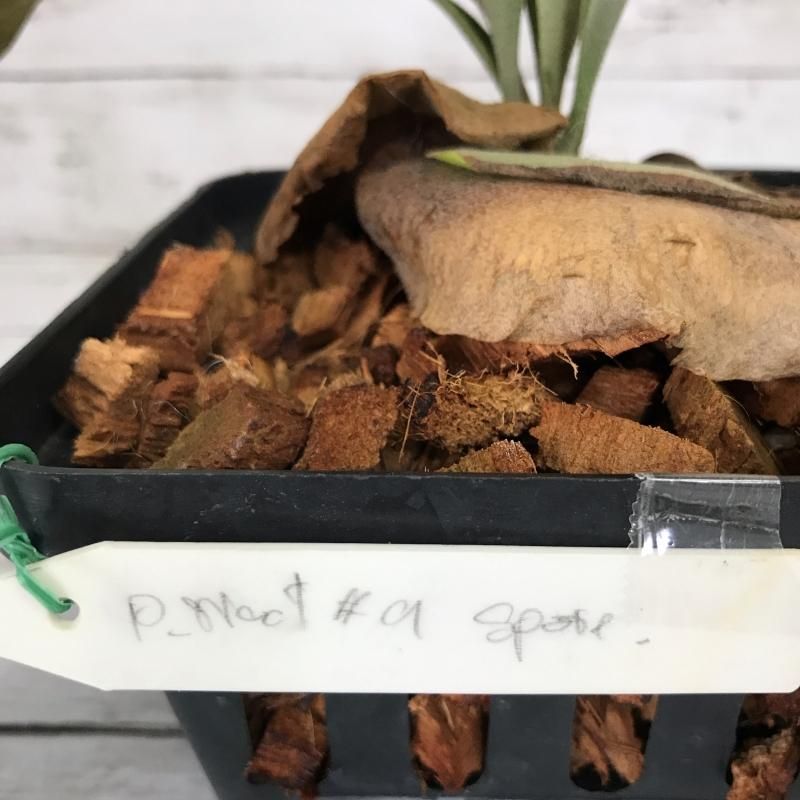 ビカクシダ コウモリラン Woot 9 ビフルカツム ウィリンキー 交配種 Spore Apero Hyle 世界の植物と昆虫のお店 ビカクシダ コウモリラン Woot 9 ビフルカツム ウィリンキー 交配種 Spore Apero Hyle 世界の植物と昆虫のお店
