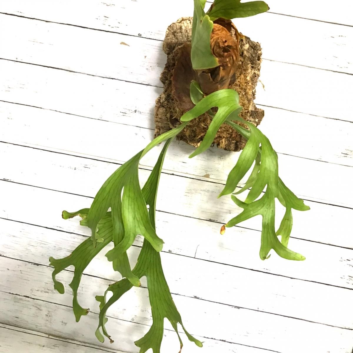 コウモリラン キッチャクード 板付 Apero Hyle 世界の植物と昆虫のお店