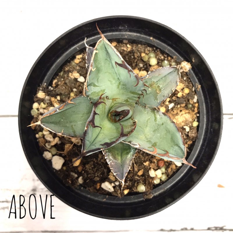 アガベ チタノタ ブラック＆ブルー - APERO HYLE ～世界の植物と昆虫の 