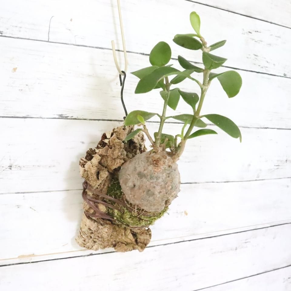 ☆アリ植物☆Hydnophytum papuanum (ヒドノフィツム・パプアナム