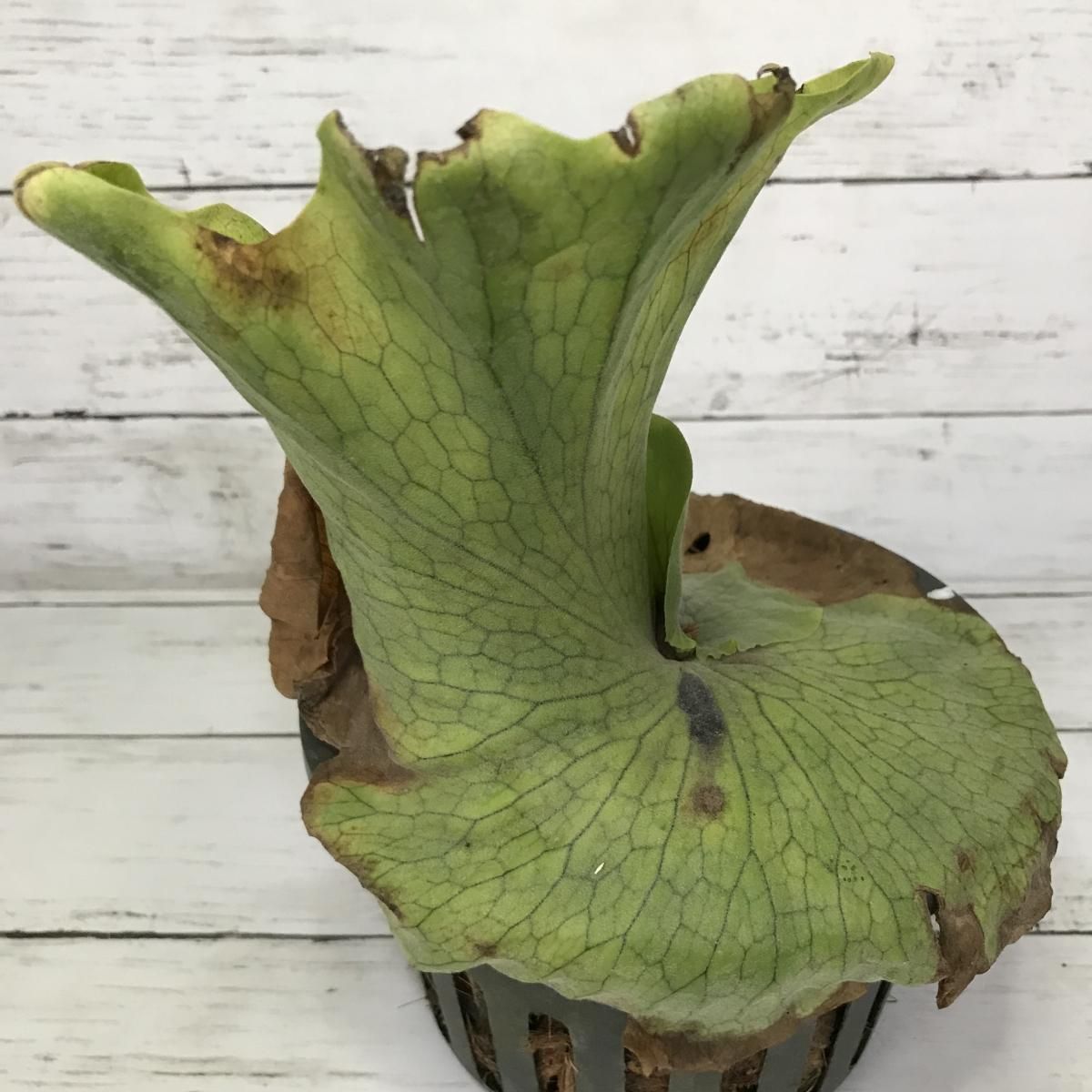 プラティケリウム ワンダエ Apero Hyle 世界の植物と昆虫のお店 プラティケリウム ワンダエ Apero Hyle 世界の植物と昆虫のお店