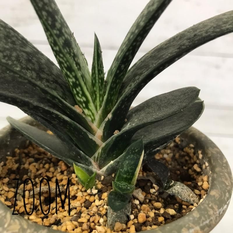 ガステリア 子宝錦 Potset Apero Hyle 世界の植物と昆虫のお店 ガステリア 子宝錦 Potset Apero Hyle 世界の植物と昆虫のお店