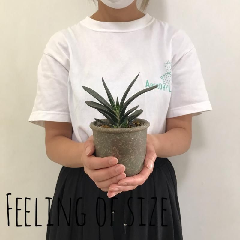 ガステリア 子宝錦 Potset Apero Hyle 世界の植物と昆虫のお店 ガステリア 子宝錦 Potset Apero Hyle 世界の植物と昆虫のお店