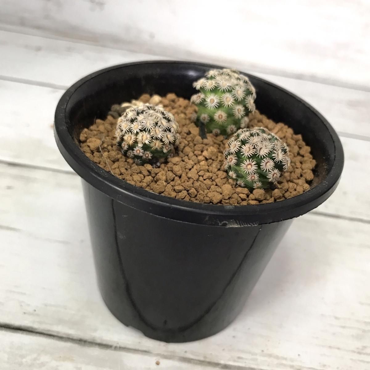 マミラリア ヘルナンデシー Apero Hyle 世界の植物と昆虫のお店