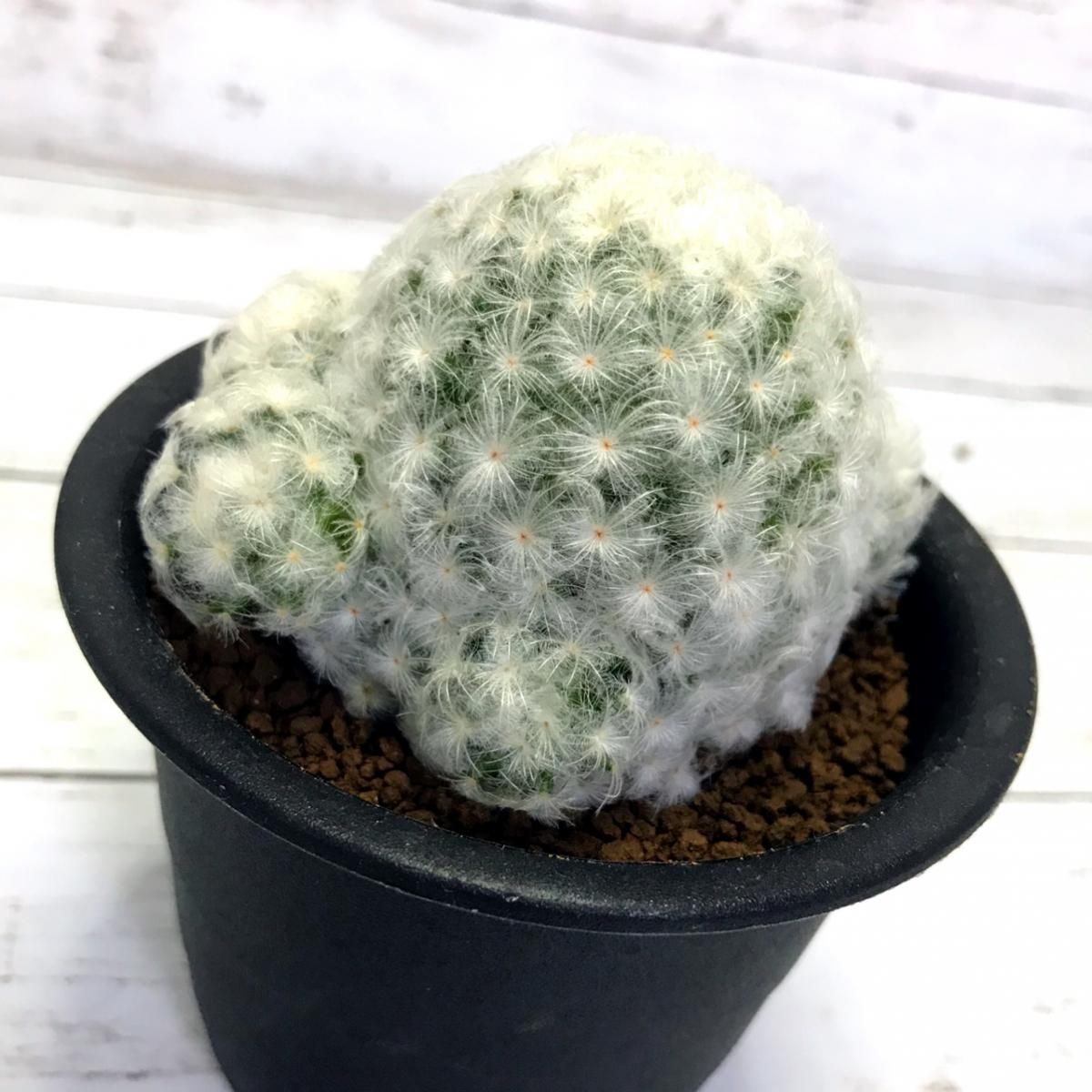 マミラリア 白星 実生 Apero Hyle 世界の植物と昆虫のお店 マミラリア 白星 実生 Apero Hyle 世界の植物と昆虫のお店