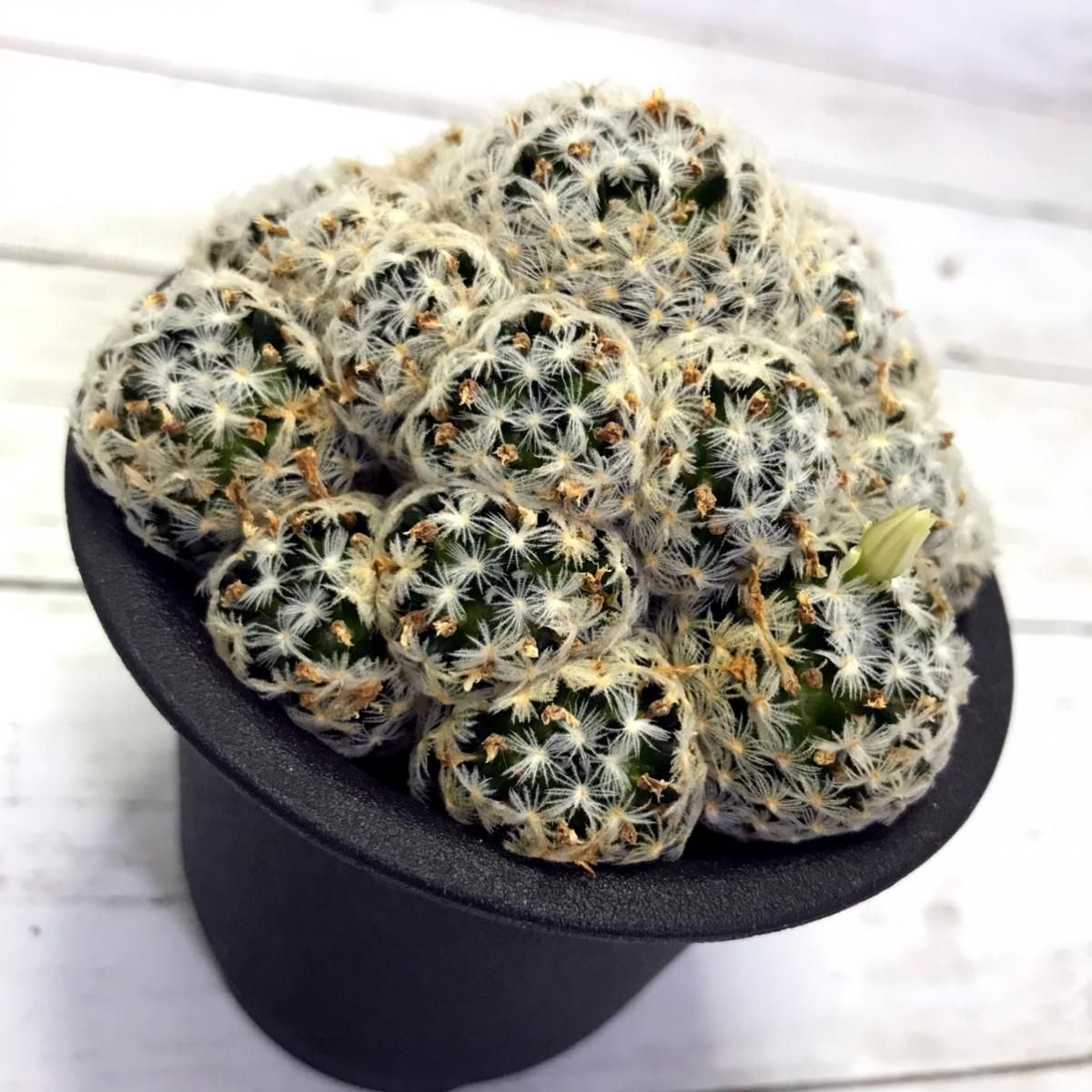 マミラリア 白刺デュウェイ Apero Hyle 世界の植物と昆虫のお店 マミラリア 白刺デュウェイ Apero Hyle 世界の植物と昆虫のお店
