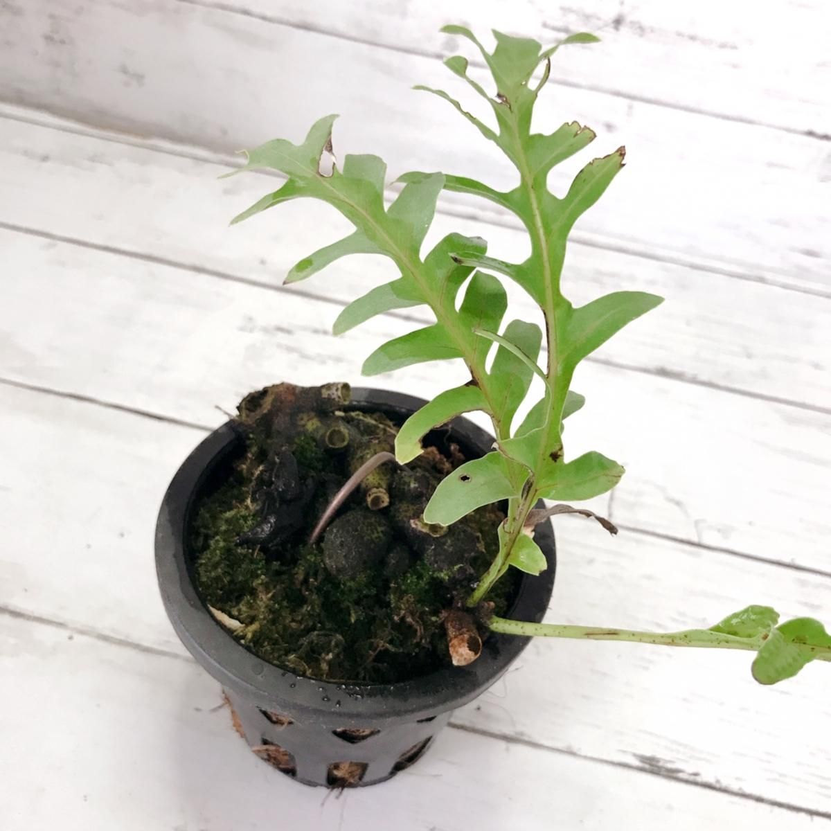 アリ植物 レカノプテリス ロマリオイデス Apero Hyle 世界の植物と昆虫のお店 アリ植物 レカノプテリス ロマリオイデス Apero Hyle 世界の植物と昆虫のお店