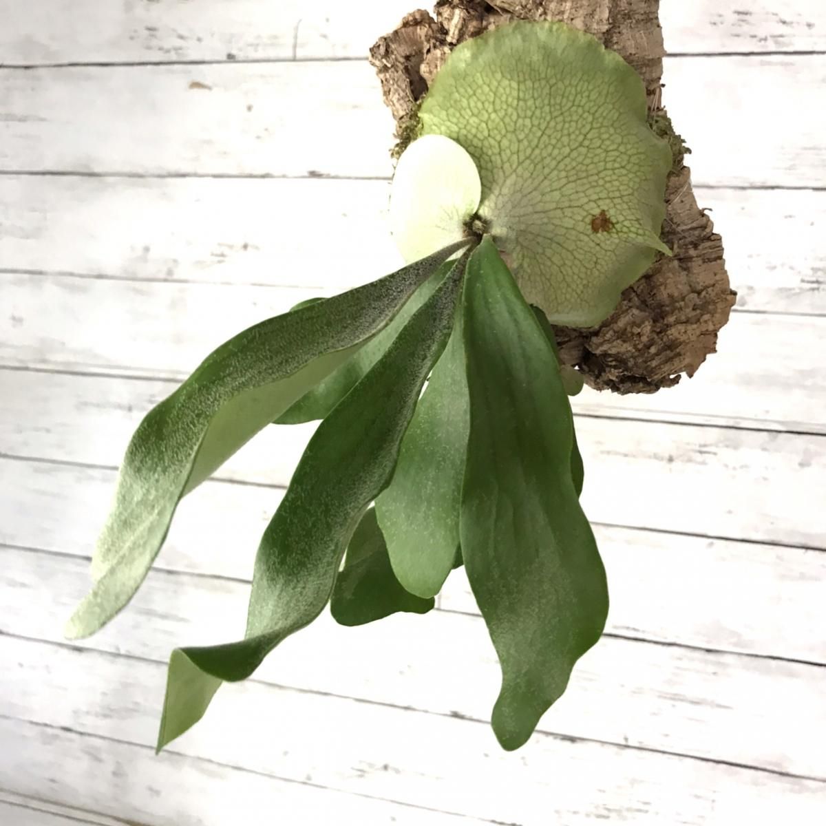 コウモリラン Woot 9 ハンギング コルク付 Apero Hyle 世界の植物と昆虫のお店
