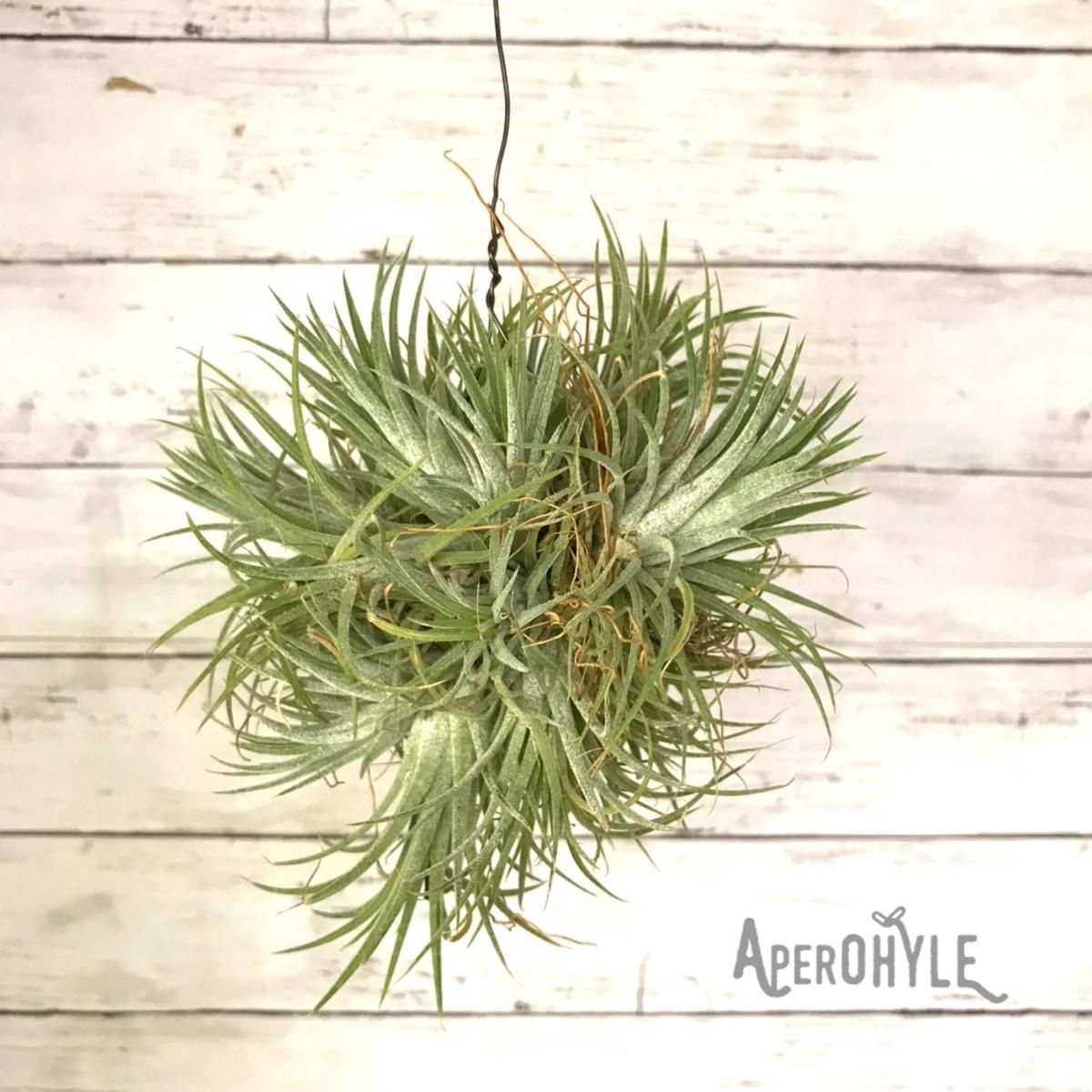チランジア イオナンタ ハンギングボール A Apero Hyle 世界の植物と昆虫のお店 チランジア イオナンタ ハンギングボール A Apero Hyle 世界の植物と昆虫のお店