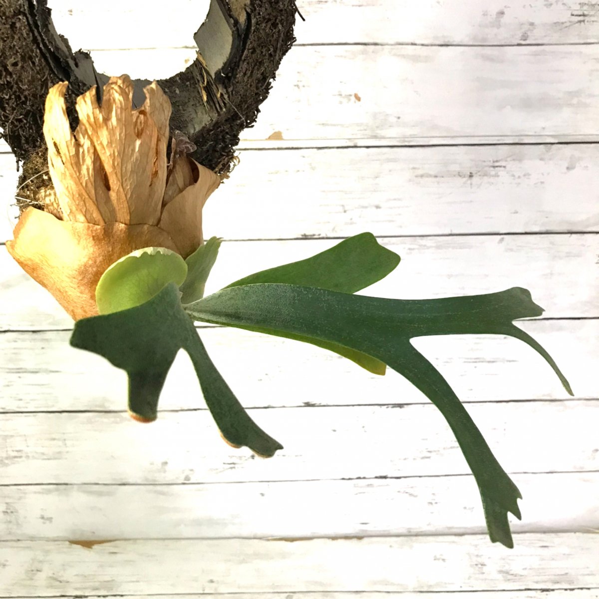 コウモリラン ウィリンキーサンパウェンセ - APERO HYLE ～世界の植物 ...
