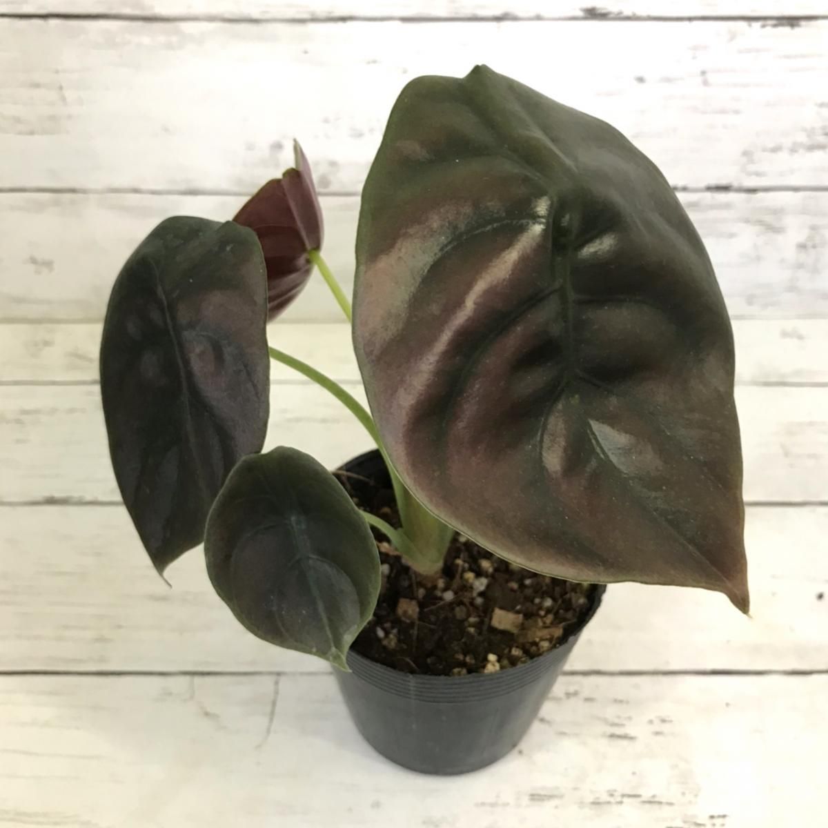 アロカシア クプレア - APERO HYLE ~世界の植物と昆虫のお店~ アロカシア クプレア - APERO HYLE ~世界の植物と昆虫のお店~