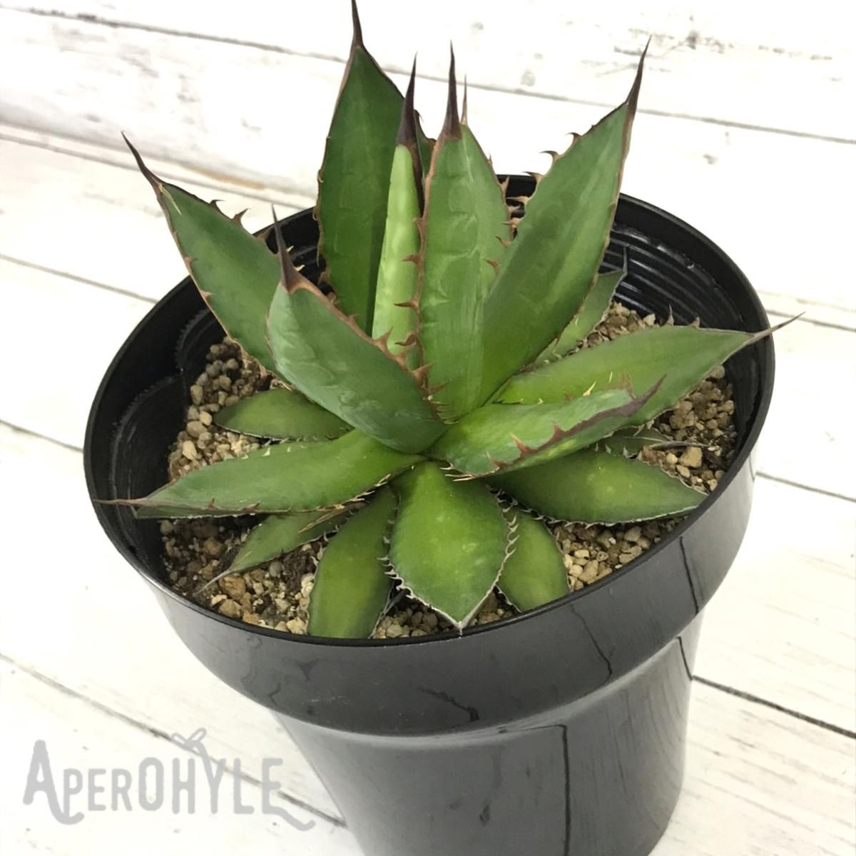 アガベ ホリダ(Agave horrida) ベアルート株【CRplants】(22) - 観葉植物