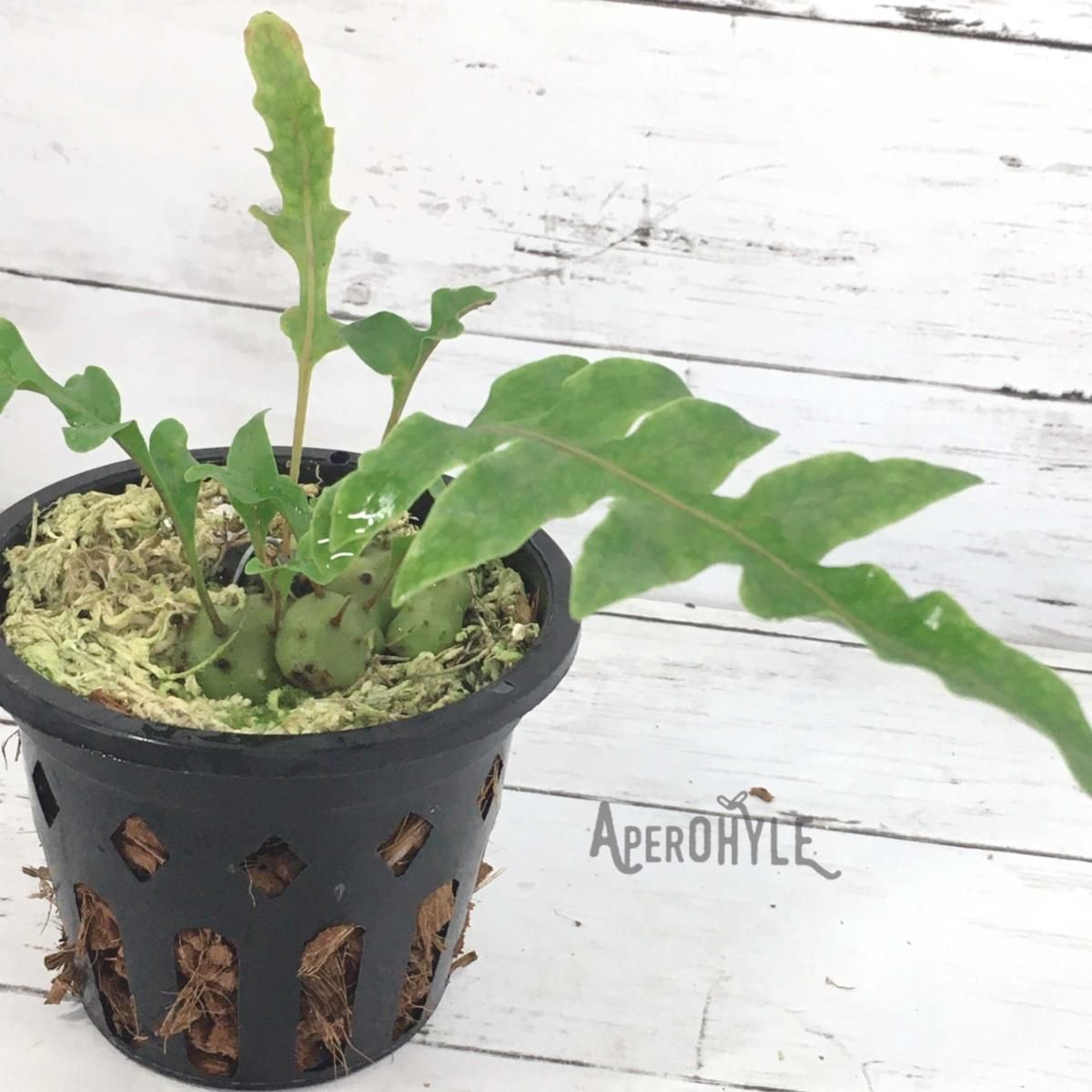 レカノプテリス カルノーサ - APERO HYLE ~世界の植物と昆虫のお店~