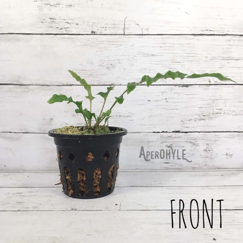 レカノプテリス カルノーサ - APERO HYLE ~世界の植物と昆虫のお店~