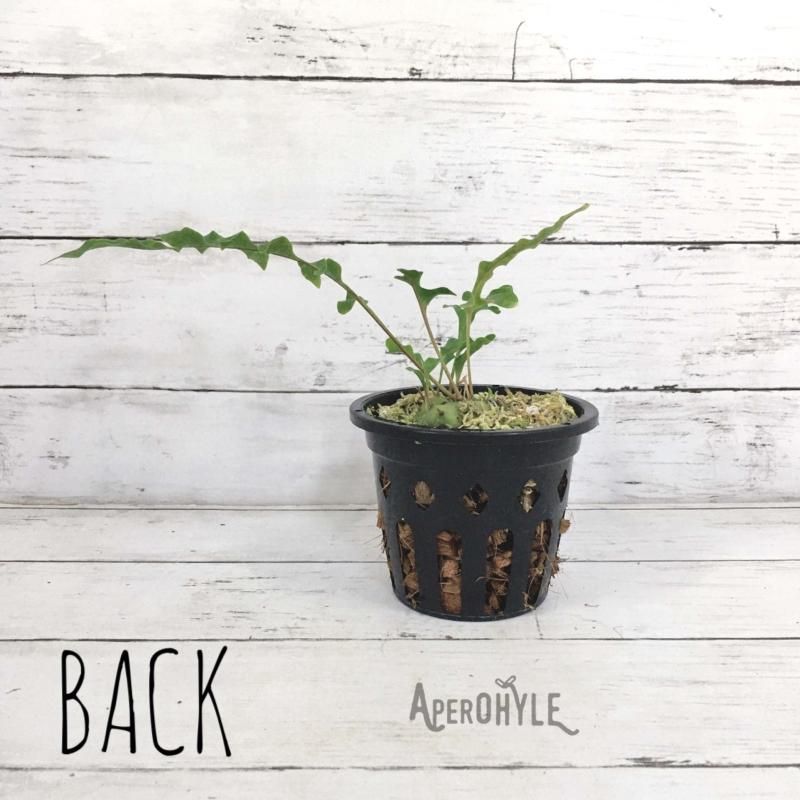 レカノプテリス カルノーサ - APERO HYLE ~世界の植物と昆虫のお店~