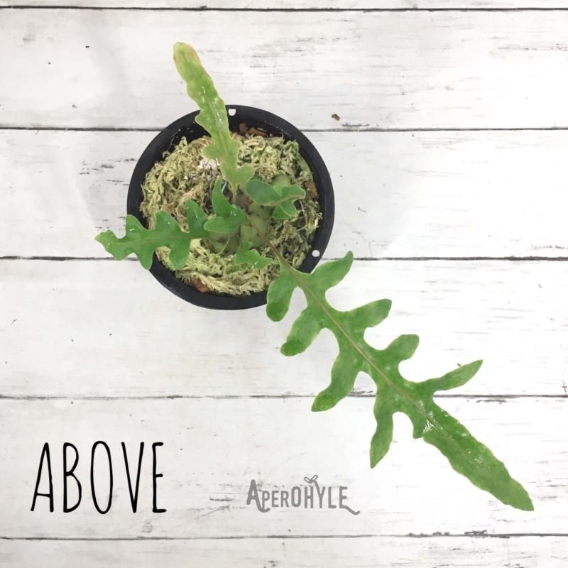 レカノプテリス カルノーサ - APERO HYLE ~世界の植物と昆虫のお店~