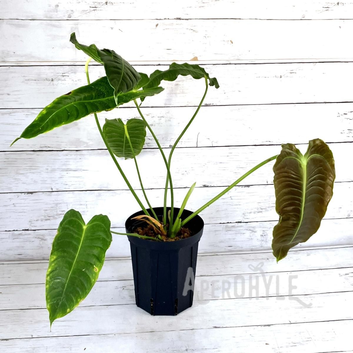 Anthurium veitchii  アンスリウム ベイチー