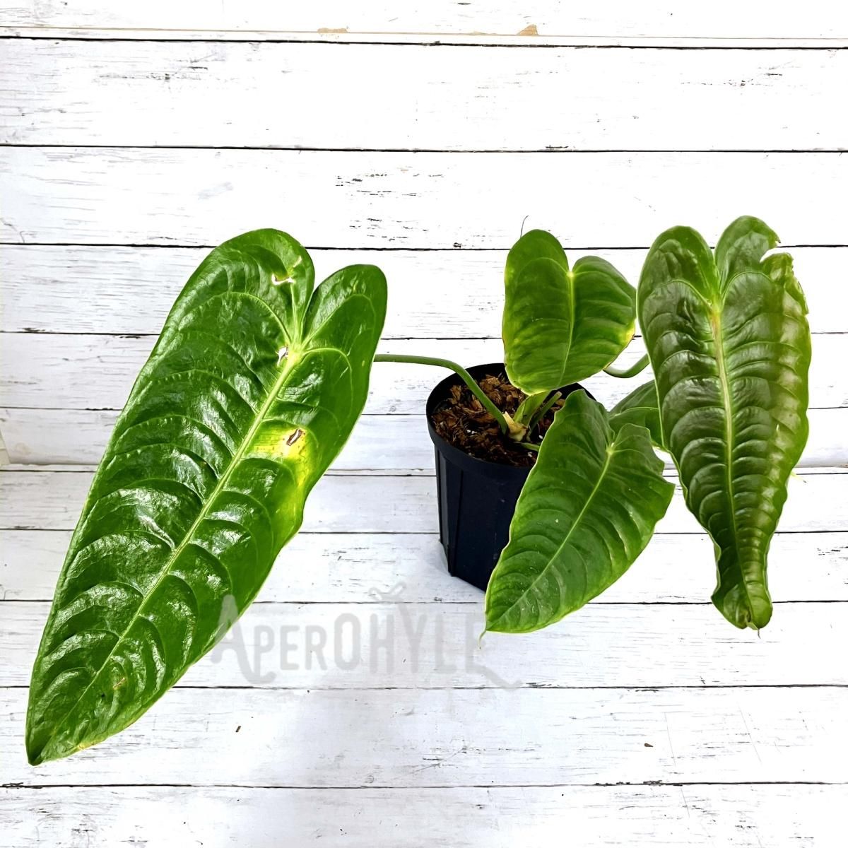 Anthurium veitchii アンスリウムベイチー