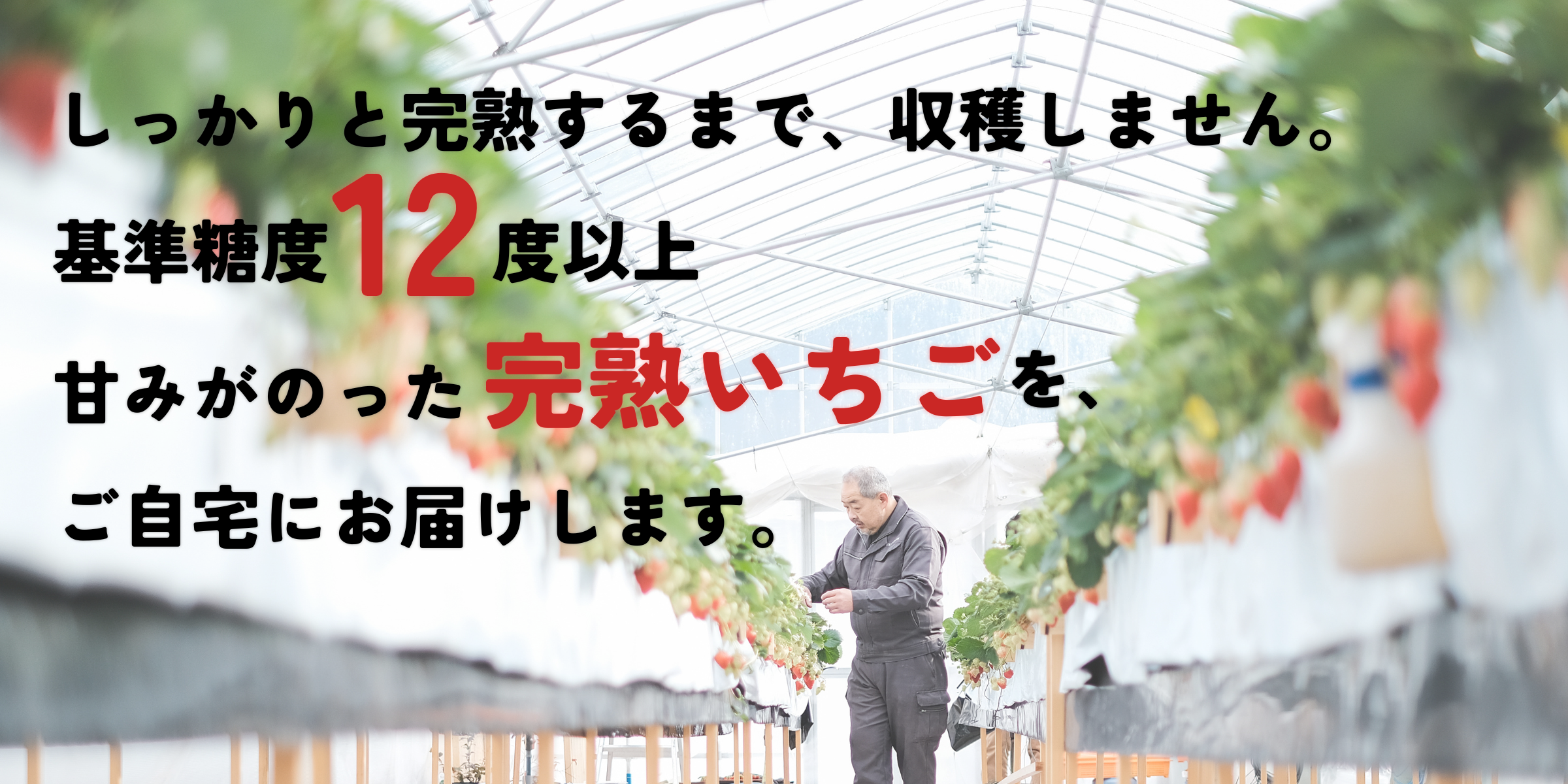 森林の循環で育む糖度12度以上の完熟いちご