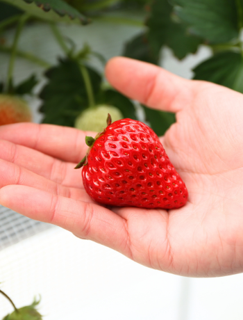 品種ごとの個性を楽しむ