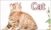 Cat / ネコ雑貨＆アクセサリーArt