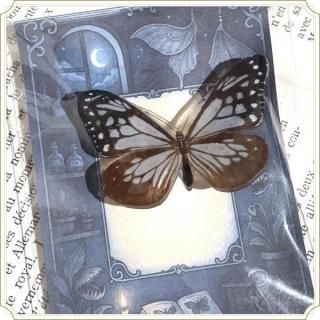 <img class='new_mark_img1' src='https://img.shop-pro.jp/img/new/icons26.gif' style='border:none;display:inline;margin:0px;padding:0px;width:auto;' />アサギマダラのブローチ