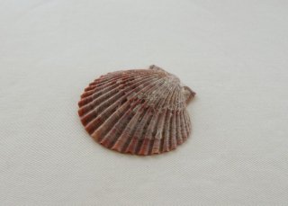 WP181　貝殻（赤）