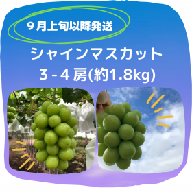 マスカット ◇シャインマスカット×瀬戸ジャイアンツ◇2種詰合せ