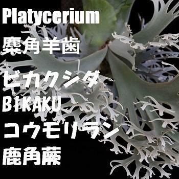 Frontier Plants ONLINE STORE フロンティアプランツ オンライン