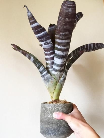現品】エクメア・チャンティニー・ブラックセレクト Aechmea