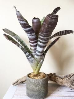 タンクブロメリア一覧 - Frontier Plants ONLINE STORE タンクブロメリア一覧 - Frontier Plants ONLINE STORE