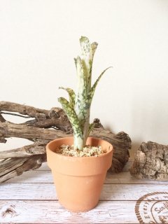 タンクブロメリア一覧 - Frontier Plants ONLINE STORE フロンティア