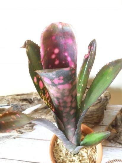 ビルベルギア インセンディアリー デライト 「Billbergia