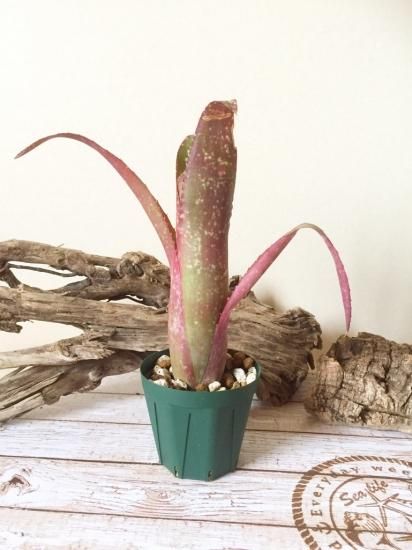 ビルベルギア・ヤイエー Billbergia 'Yayee'( 'Catherine ビルベルギア・ヤイエー Billbergia 'Yayee'( 'Catherine