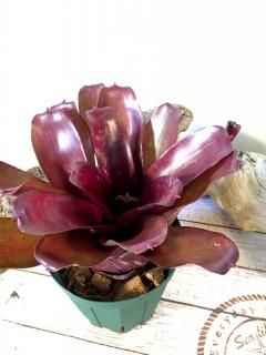 Neoregelia ネオレゲリア - Frontier Plants ONLINE STORE Neoregelia ネオレゲリア - Frontier Plants ONLINE STORE