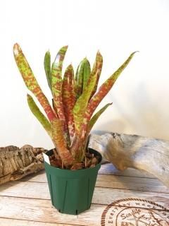 Neoregelia ネオレゲリア - Frontier Plants ONLINE STORE
