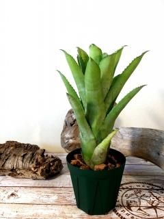 Aechmea エクメア - Frontier Plants ONLINE STORE フロンティア